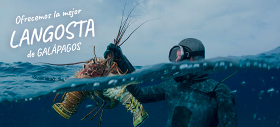 persona en el mar cogiendo langosta